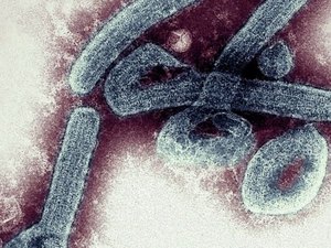Doença 'prima' do Ebola faz vítima na Guiné e preocupa a OMS