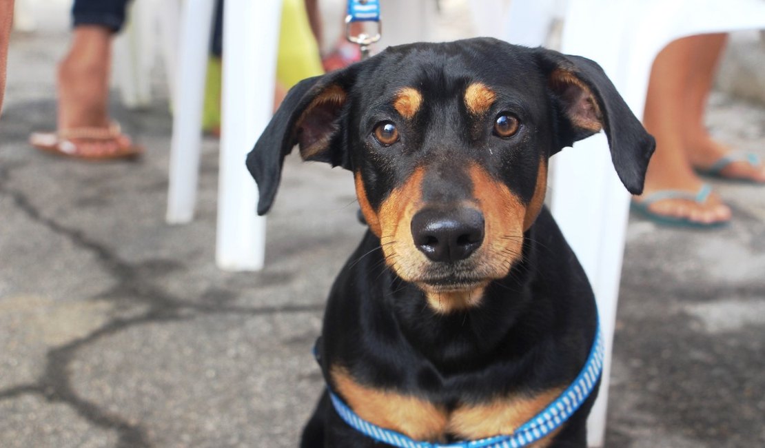Cães e gatos são castrados em mais uma ação do Programa Castra Pet em Penedo