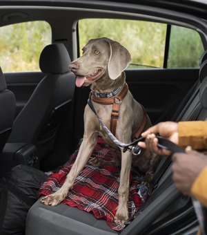 Detran orienta condutores a como transportar animais de estimação corretamente