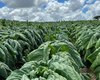 Defesa Agropecuária inicia trabalho de campo para manutenção de área livre do mofo azul do tabaco
