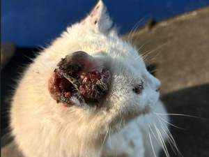 Gatinha com câncer nas orelhas precisa de cirurgia urgente, em Arapiraca