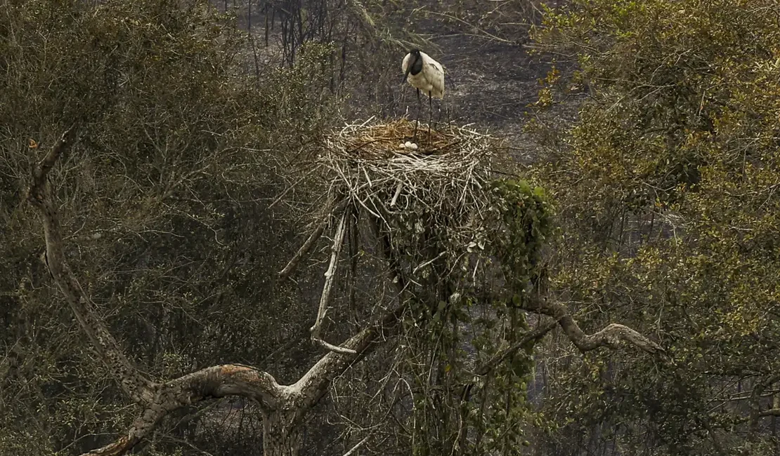 Biólogos tentam salvar fauna ameaçada pelo fogo no Pantanal