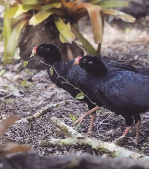 Novo parque abrigará Mutum-de-Alagoas e outras espécies de aves