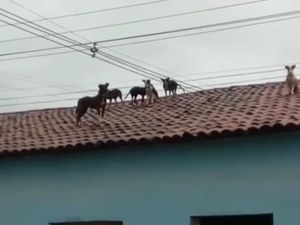 Cachorros aparecem misteriosamente no telhado de residência em Coruripe
