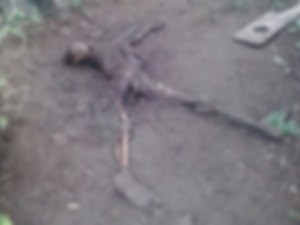 Cadáver em decomposição é encontrado em Palmeira dos Índios