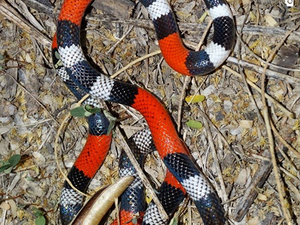 Cobra é capturada dentro do quarto de residência em Maragogi