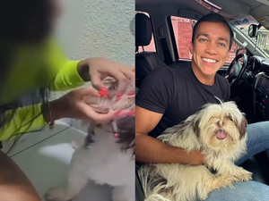 [Vídeo] Cachorro que inalou fumaça de maconha é resgatado em Marechal Deodoro