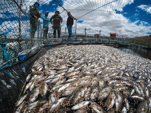 Piscicultura de grande porte no Sertão é multada em mais de R$ 60 mil