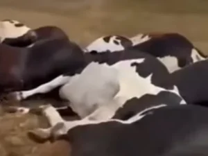 Queda de fio elétrico mata 27 vacas em fazenda de Batalha