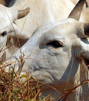 Alagoas abate 21 mil cabeças de bovino no primeiro trimestre de 2021