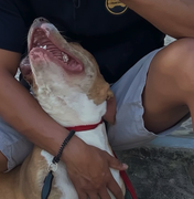 JP Adestramento Canino adverte sobre negligência e manejo de pitbulls em Arapiraca