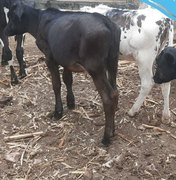 Homem pede ajuda para localizar animais furtados em Traipu