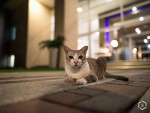 [Vídeo] Morador pode ser punido por alimentar gatos em condomínio? Entenda