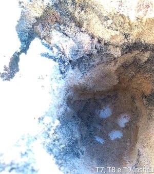 Tartaruga desova em areia suja de óleo no município de Jequiá da Praia