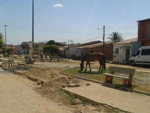 Moradores reclamam de animais em praça pública