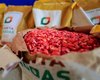 Planta Alagoas distribui 400 toneladas de sementes de milho em 2025