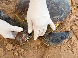 [Vídeo] Tartaruga verde é resgatada com marcas de rede e traumatismo craniano