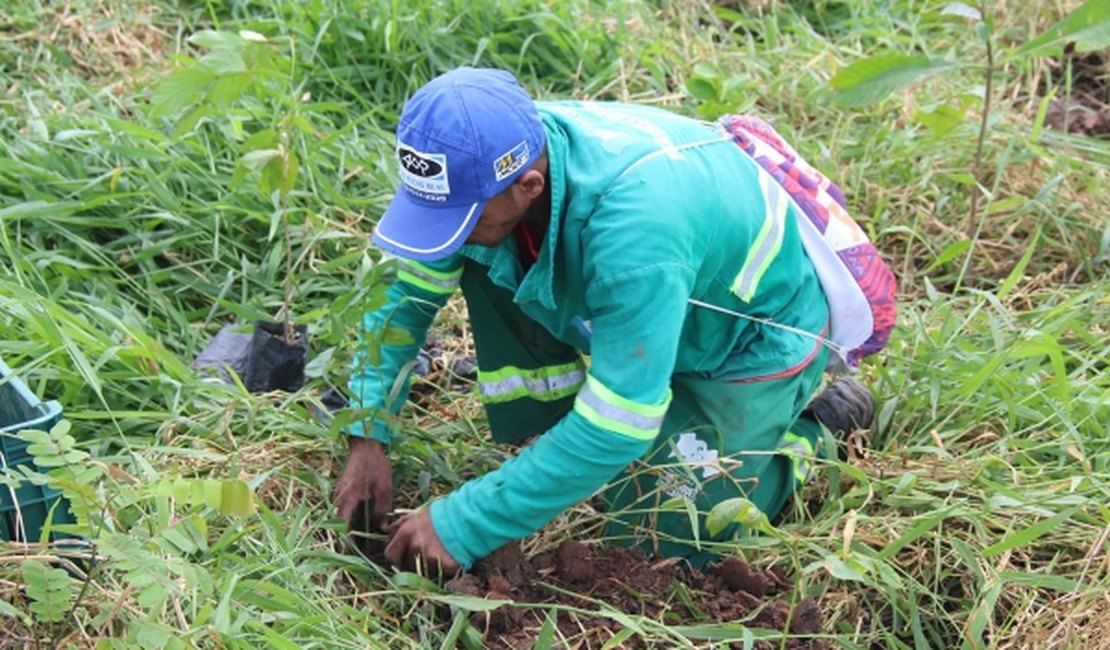 Alagoas Mais Verde ultrapassa marca de 28 mil árvores plantadas em 2020