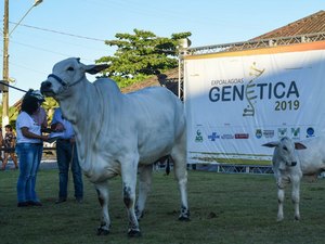 Prefeitura de Maceió apoia Expoalagoas Genética 2019