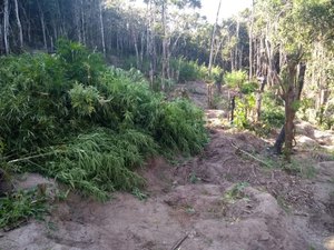 Com ajuda de drone, polícia descobre plantação de quase uma tonelada de maconha