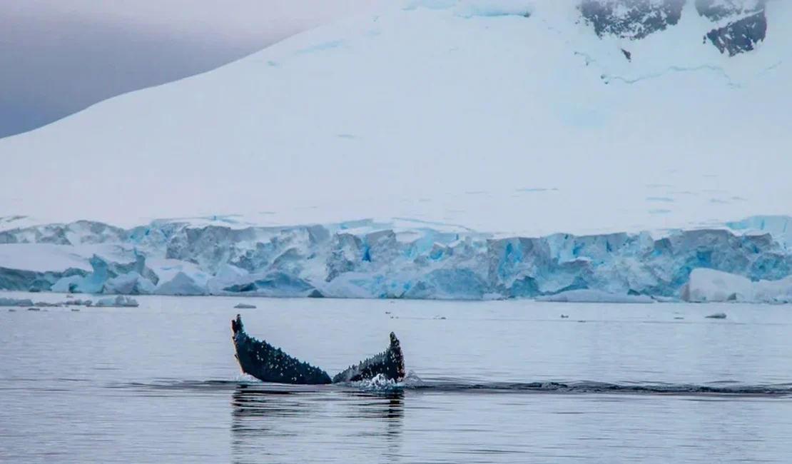 Fotógrafo captura salto de baleia-jubarte alinhado ao Pão de Açúcar. Veja