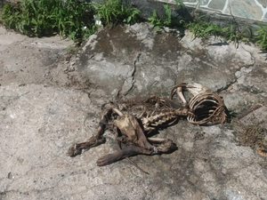PC identifica autores de descarte irregular de animais mortos