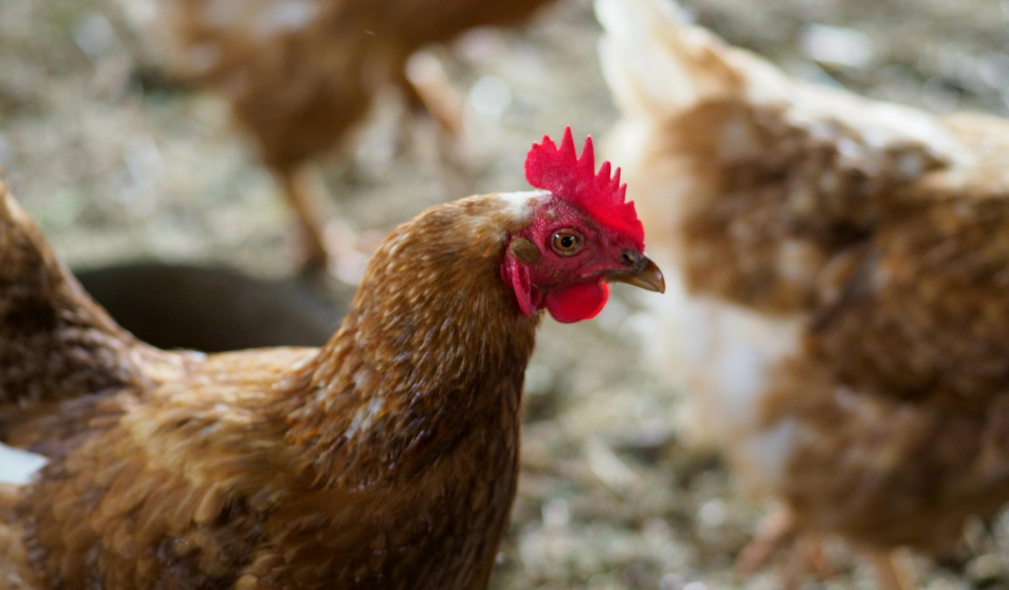 Homem tenta furtar parafusadeira e usa galinha para esconder o objeto em Palmeira dos Índios