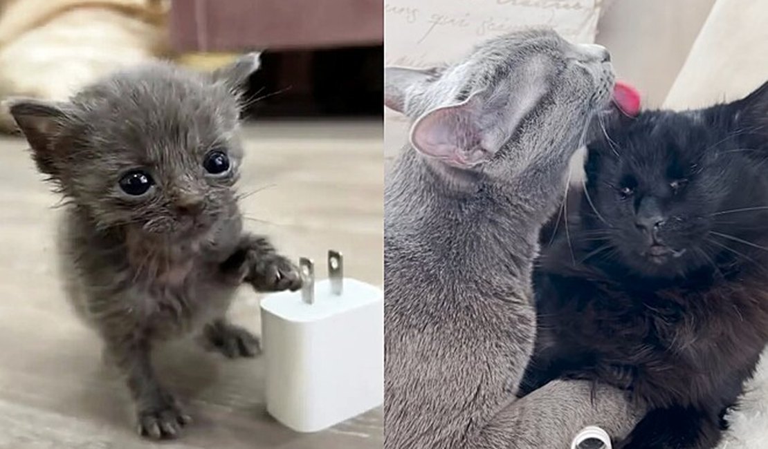 Gata micro sobrevive e forma amizade linda com gatinha que perdeu os olhinhos