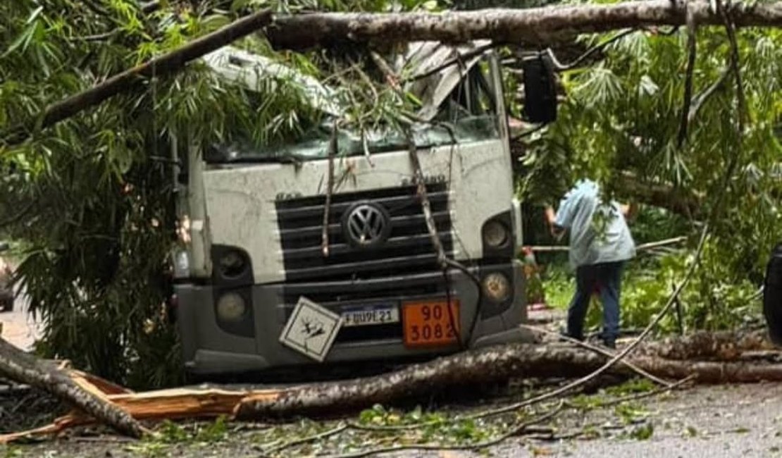 [Vídeo] Árvore cai sobre caminhão e interdita rodovia que liga Pernambuco com Alagoas