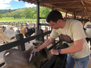 Adeal inicia 2ª etapa da campanha de vacinação contra aftosa nesta sexta