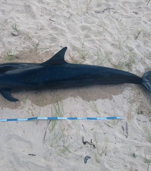 Golfinho é encontrado morto na praia de Sonho Verde, no Litoral Norte