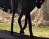 Lobo-guará ou lobisomem? Hóspede sai do quarto e se depara com fêmea no Pantanal