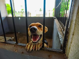 Projeto 'Meu Amigo PET' inicia mutirão voltado a tutores de baixa renda em Arapiraca
