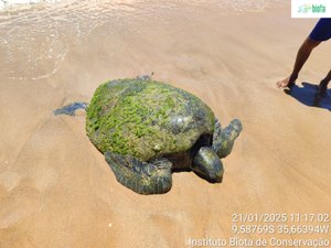 Tartaruga marinha encalha na praia de Garça Torta, em Maceió