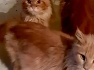Russa é comida pelos 20 gatos de estimação após morrer dentro de casa