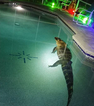 Família escuta barulho e encontra crocodilo de 3 metros em piscina