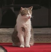 Larry: o gato resgatado que vive há 15 anos na sede do governo Britânico