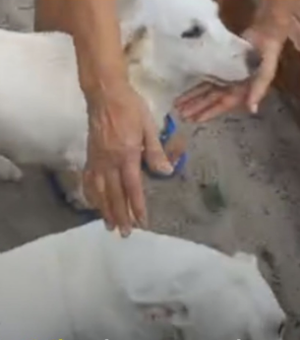 Polícia Civil esclarece caso de supostos maus-tratos a cachorros transportados em caminhonete