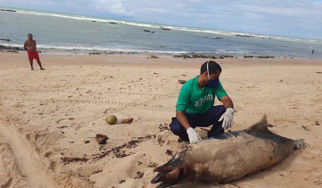 Boto cinza  é achado sem vida na praia de Garça Torta