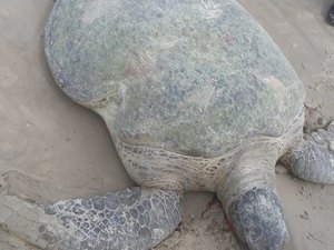 Biota encontra tartaruga marinha encalhada e morta, em Jaraguá