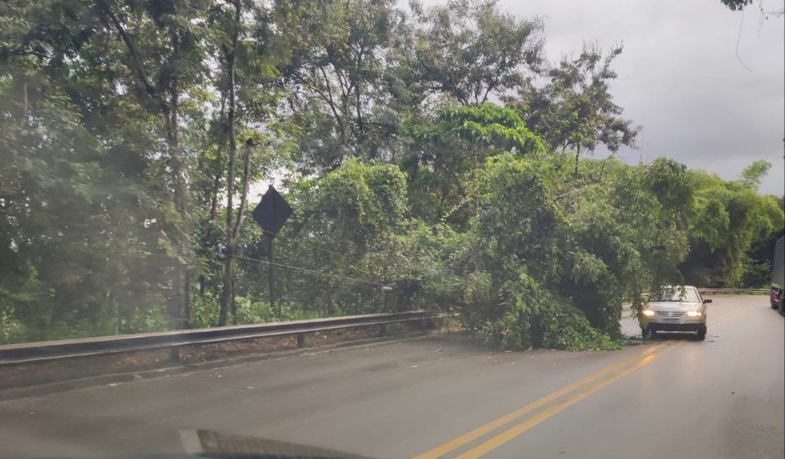 Árvore cai e deixa trânsito lento na BR-316 em Satuba