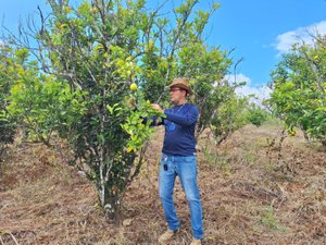 Adeal realiza trabalho de campo para manutenção da área livre de doença que atinge a laranja