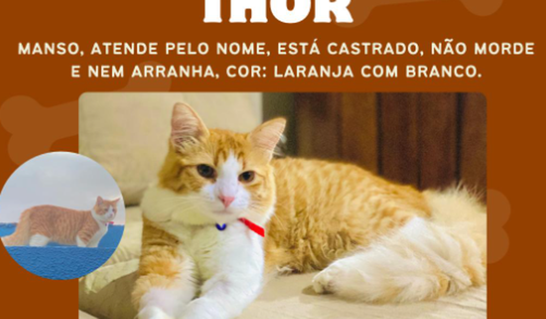 Arapiraca: Tutora de gato chamado Thor procura por animal que está desaparecido
