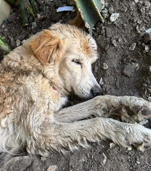 Golden Retriever com gravatinha junina é encontrado abandonado no Jaraguá