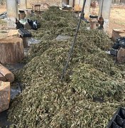 PF faz operação contra grupo que cultivava e distribuía maconha em Alagoas