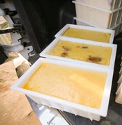 [Vídeo] Fábrica de queijo funcionava ao lado de pocilgas em Batalha, segundo FPI