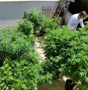 Brasil atingiu a marca de 672 mil pacientes que se tratam com cannabis