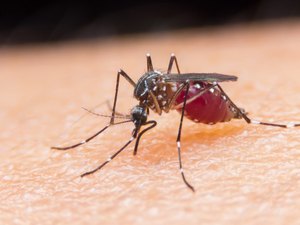 Roraima confirma 5.750 casos de malária no primeiro trimestre