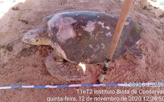 Tartaruga marinha morre na Praia de Japaratinga
