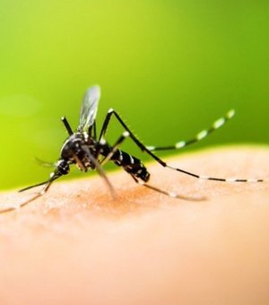 Alagoas registra 12 casos de dengue na primeira semana de 2025